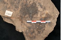 Foto (Detailansicht) von Podocarpus parkeri Ettingshausen (NHMW-GEO-2024-0188-11462)